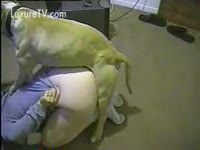 Dog tube with a fat pussy